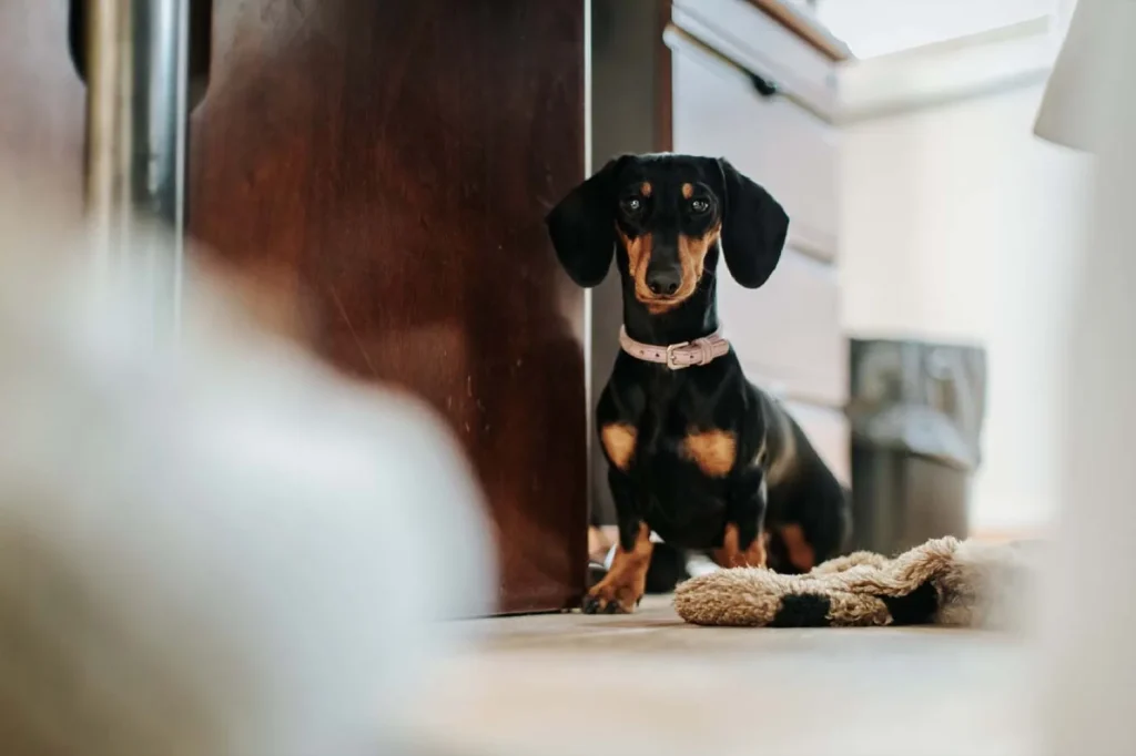 Mécanicien Clapasson au travail avec un chien dans l'atelier